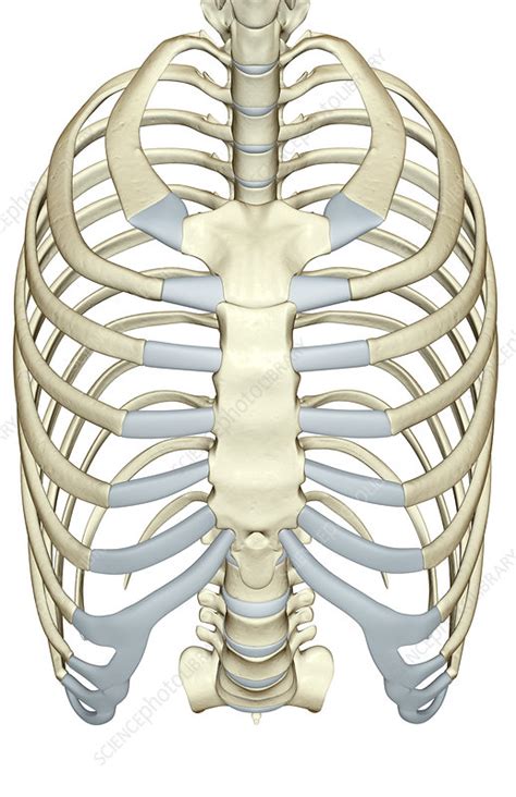 Thorax cavity — грудная полость contracted thorax — плоская грудная клетка. The thorax - Stock Image - F001/3728 - Science Photo Library