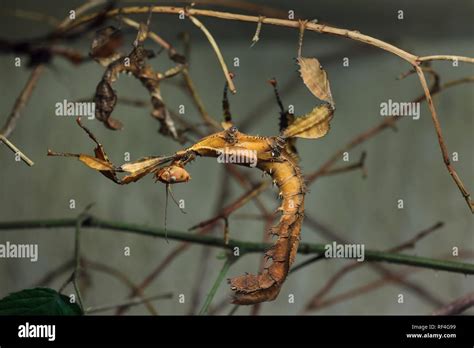 Giant Prickly Stick Insect Extatosoma Tiaratum Also Known As The