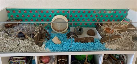 Summer Cage 2020 Hamster Diy Cage Hamster Care Ikea Detolf Rodents