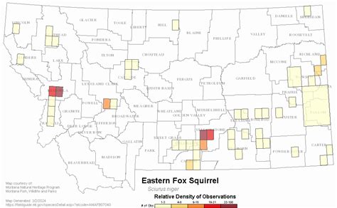 Eastern Fox Squirrel Montana Field Guide