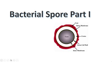 Bacterial Spores Microbiology Bacterial Spores Bacterial Spore