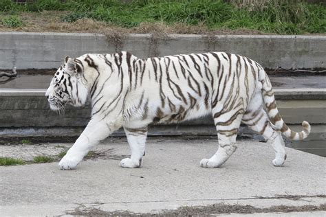 Нападение белого тигра / white tiger attack. White tiger - Wikiwand