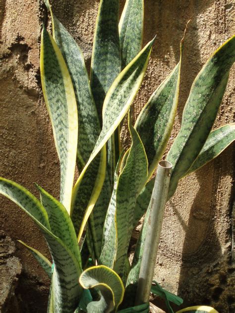 Maybe you would like to learn more about one of these? LIDAH MERTUA - JUAL TANAMAN HIAS