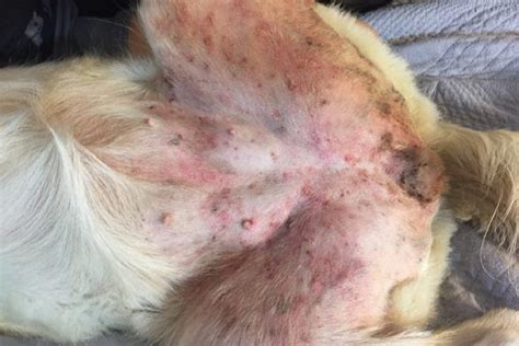 Scabbia Nel Cane Sintomi Cause E Cure Per La Rogna Scabbia Canina Sexiz Pix