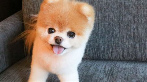 Worlds Cutest Dog Boo The Pomeranian Dies Aged 12 Imageie