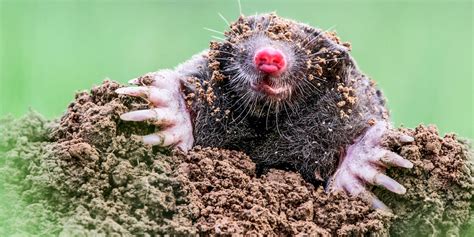 How To Get Rid Of Moles In Your Yard And Garden