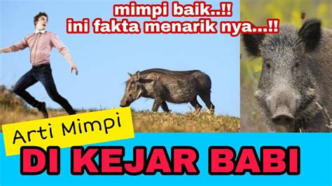 mimpi lihat babi