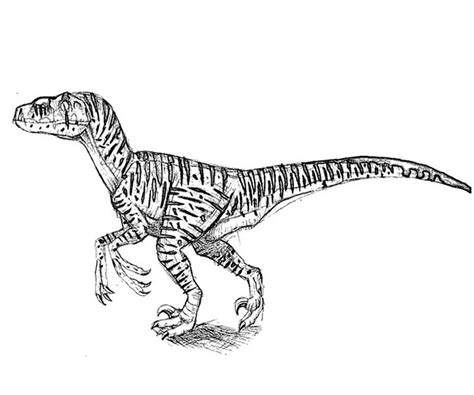 Desenhos Do Velociraptor Para Imprimir E Colorir Pintar