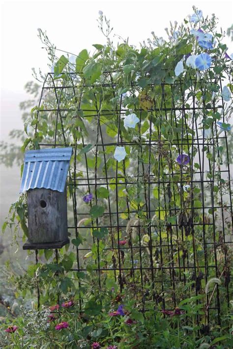 How To Grow Morning Glory Gardening Channel