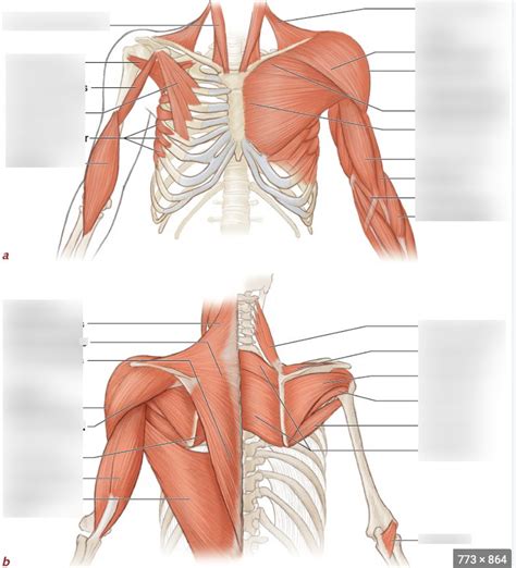 Muscles Of The Shoulder Diagram Quizlet