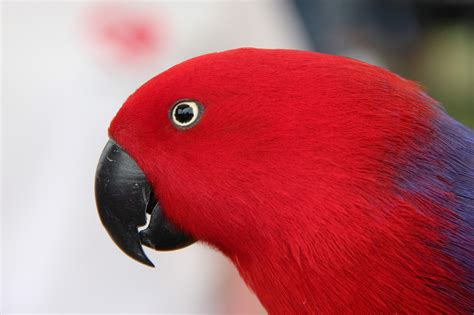 George F Photography Red Parrot