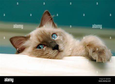 Ann Baker Ragdoll Cat Hi Res Stock Photography And Images Alamy