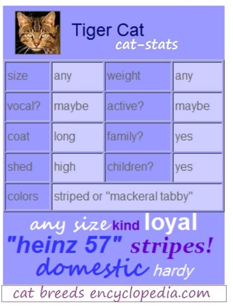 The Tiger Cat Cat Breeds Encyclopedia