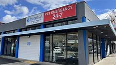 Blue Pearls Pet Diabetes Management A Lifeline For Diabetic Animals