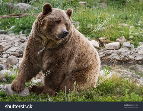 Close Adult Grizzly Bear On Green Stock Photo 221812963 Shutterstock