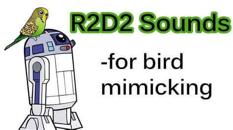 R2d2 Sounds For Bird Mimicking Youtube