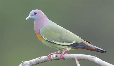 10 Of The Most Beautiful Doves And Pigeons In The World Henspark