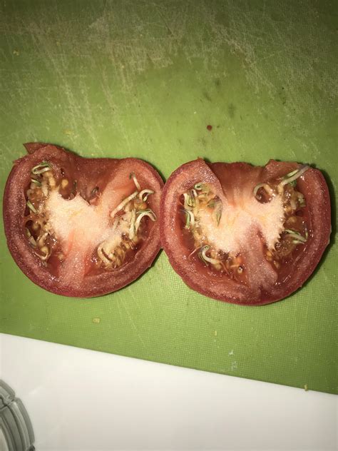 The Seeds Started Sprouting Already Inside My Tomato Rmildlyinteresting