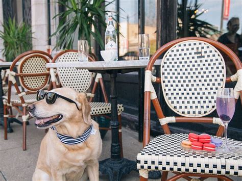5 of the Best Dog Friendly Restaurants in Baltimore | Greater Baltimore