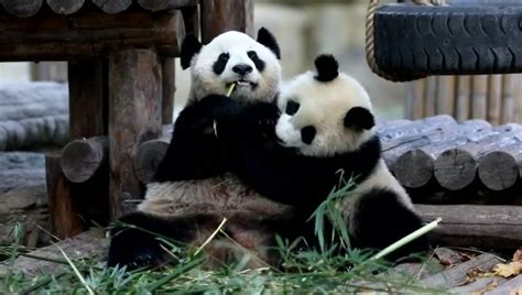Dos cachorros de oso panda comienzan el destete con el inicio de Año Nuevo