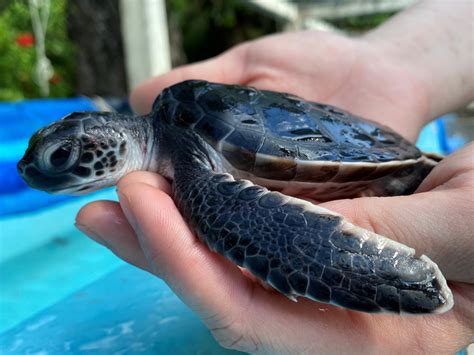 Come And Meet Sumida Aquariums New Baby Green Sea Turtles Grape Japan