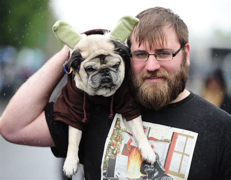 A Pug Dressed As Yoda Star Wars Pug Parade Pictures