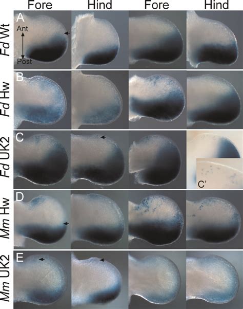 Limb Bud Expression In Transgenic Embryos Expressing The Cat Mutations