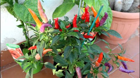 La famosa salsa tabasco realizzata con questa varietà, si ottiene facendo macerare i peperoncini tritati con tutti i semi nel sale per tre anni in botti di quercia. Peperoncini colorati - YouTube