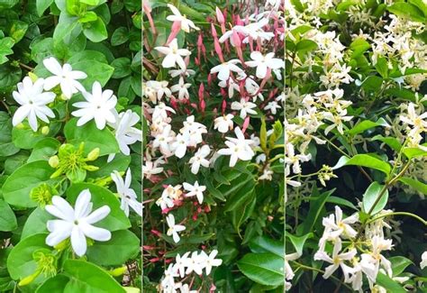 Jasmine Flowers 12 Stunning Types Of Jasmine Shrubs And Vines
