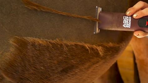 The 8 Best Horse Clippers Equine Hair And Body Clipping Guide Equineigh