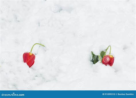 Two Red Tulips Bent Under The Weight Of Snow Natural Anomaly Stock