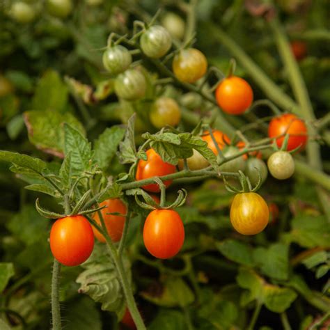 Tomate Cerise Orange Ambrosia Gold Association Kokopelli