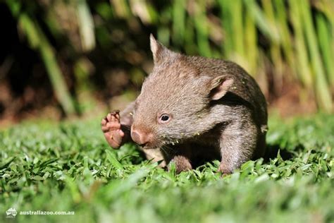 9 Month Old Wombat Joey Named Milo At Australia Zoo Wombat Joey Baby