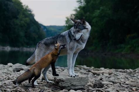 Nayeli The Wolfdog And Freya The Fox Are Two Rescue Animals Living At A