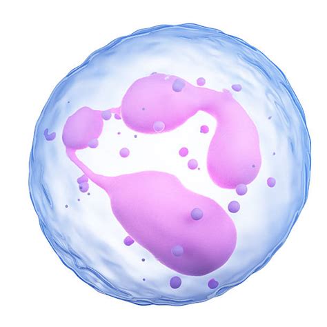 Neutrophil Stock Photos Pictures And Royalty Free Images Istock