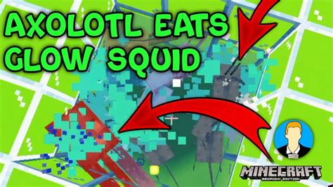 Check spelling or type a new query. Minecraft Axolotl eats Glow Squid! - YouTube