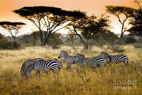 Herd Of Zebras On The African Savannah Photograph By Andrzej Kubik Pixels