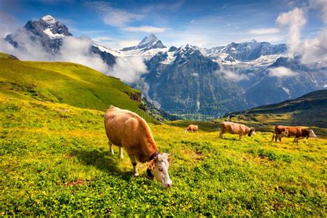 Cattle On A Mountain Pasture Stock Image Image Of Gorgeous Country