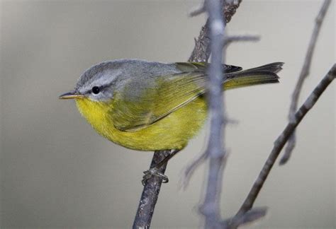 They can grow up to 9 feet (2.7 meters) tall and can weigh up to 320 lbs. Grey-hooded Warbler | Species, Old world, Birds