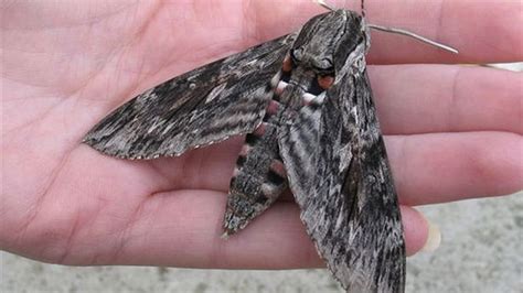 Giant Moths As Big As Your Hand Are Heading To The Uk From Europe