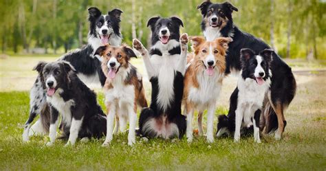 Border Collie Dog Breed Pictures Photos And Images