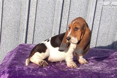 Smalls gets his name from his tiny little…. Kelcie: Basset Hound puppy for sale near Kansas City, Missouri. | bfd226f3-5c61