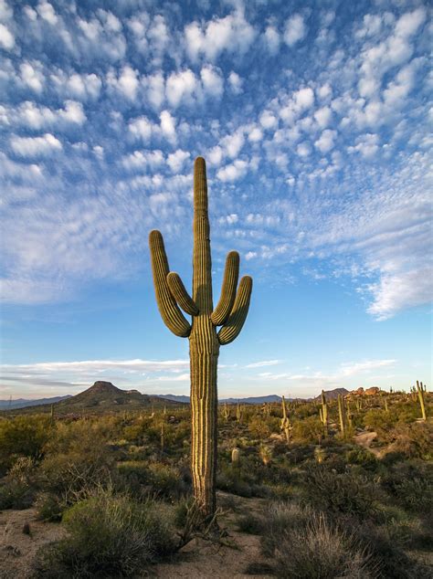 A Large Saguado Cactus In The Middle Of A Desert With Blue Sky And Clouds