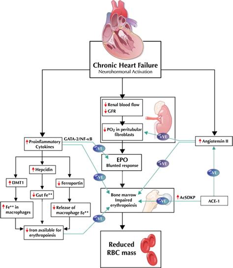 Pathophysiology Of Anemia In Heart Failure Heart Failure Clinics
