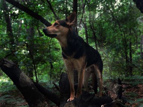 An In Depth Guide To The German Shepherd Rottweiler Mix K9 Web