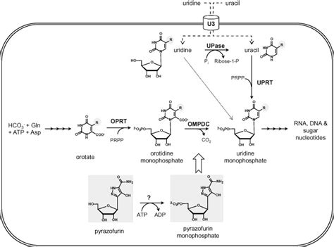 Key Steps In Pyrimidine De Novo Biosynthesis And Salvage Pathways In
