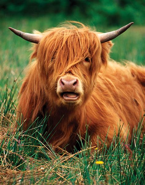 Natural Science Cow Highland Cattle Scottish Cow
