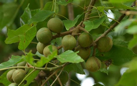 What is hawaii's state tree. Hawaii's State Tree: The Kukui Nut Tree - Private Tours ...