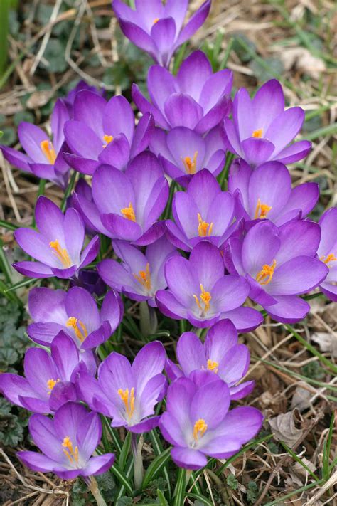 19 Early Blooming Spring Flowers For Your Garden Better Homes And Gardens
