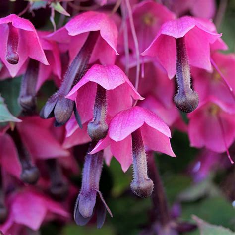 Rhodochiton Atrosanguineum Purple Bells Buy Plants Online Pakistan Online Nursery